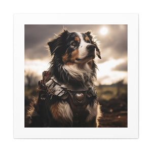 Fearless Knight: AusShep.