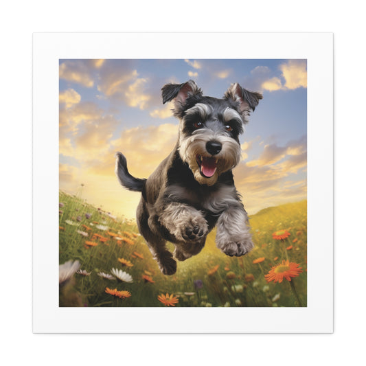 "Vivid Schnauzer Frolicking Pasture"