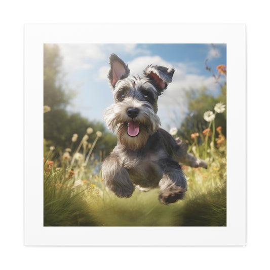 Joyful Frolicking Schnauzers