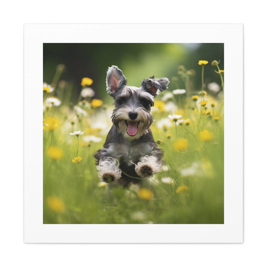 Vibrant Schnauzer Playtime