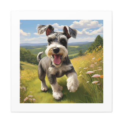 Vibrant Schnauzer Frolicking Canvas