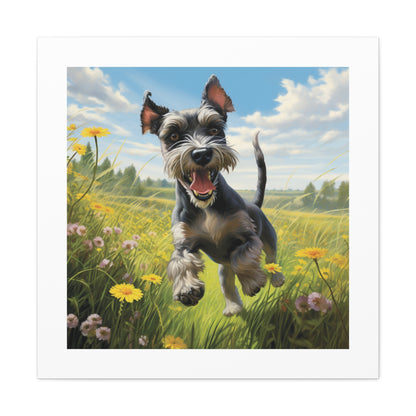 Joyful Frolicking Schnauzer Print