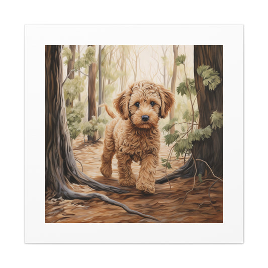 "Aussie Labradoodle Bliss"