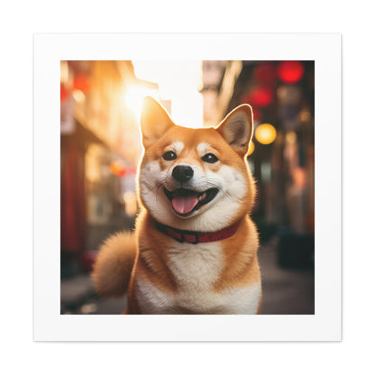 Shiba Smile Sunrise Splendor.