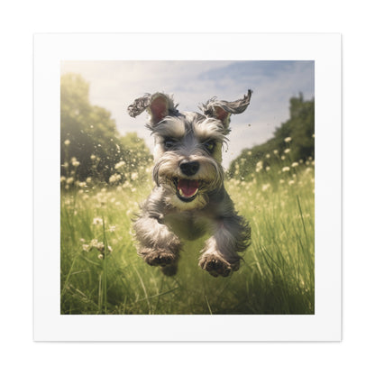 "Mini Schnauzer Joyful Pasture"