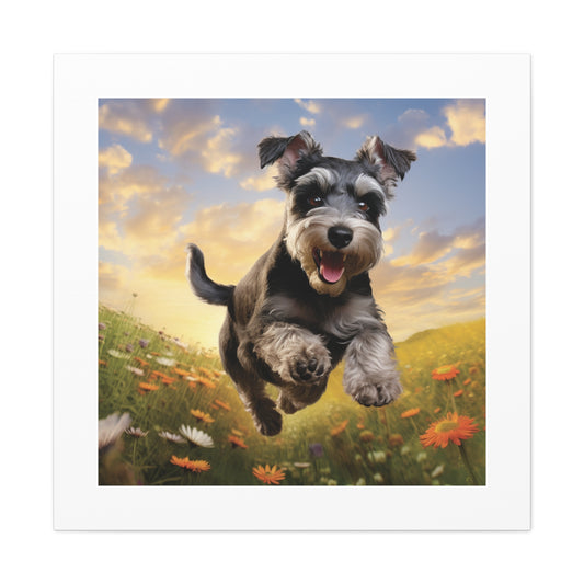 "Vivid Schnauzer Frolicking Pasture"