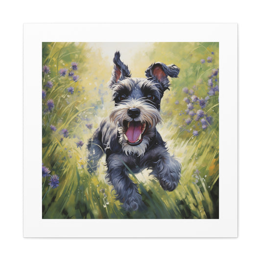 Mini Schnauzer Joyful Pasture